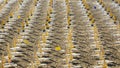 Jesolo, Italy. Beach umbrellas and sun beds at Italian sandy beach. Raws of Yellow and white umbrellas. Aerial view at sunrise