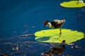 Jesus Bird - (Irediparra gallinacea) Royalty Free Stock Photo