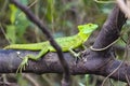 Jesus Christ lizard - Basiliscus plumifrons - Costa Rica Royalty Free Stock Photo