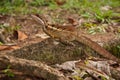 Jesus Christ lizard in Corcovado national park in Costarica Royalty Free Stock Photo