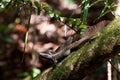 Jesus crist lizard sitting on a branch