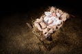 Jesus Laying on a Manger Royalty Free Stock Photo