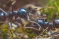Jet black ants Lasius fuliginosus . Workers in the family Formicidae, communication between ants Royalty Free Stock Photo