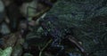 Jet-black frog with yellow-orange markings on its back and sides hops on a pile of pebbles next to a rock