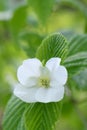 Black Jetbead Rhodotypos scandens pure white flower