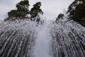 Jets of water and pine Royalty Free Stock Photo