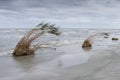 Jetsam at the coast of the black sea