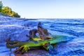 A jetsam root at the beach of the baltic sea