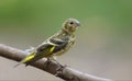 Jevenile Eurasian siskin perched on a willow branch Royalty Free Stock Photo
