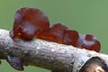 Jew's ear