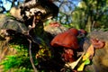 Jew's ear (Auricularia auricula-judae) fungus