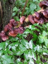 Jew`s ear - mushroom