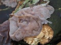 Jew`s ear, Wood ear, Jelly ear wild fungus on log. Auricularia sp. Closeup. Royalty Free Stock Photo