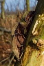 Jew& x27;s ear, a jelly fungus Royalty Free Stock Photo