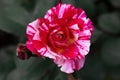 The jewel of any gardener\'s garden, the Abracadabra rose