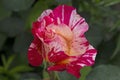 The jewel of any gardener\'s garden, the Abracadabra rose