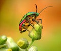 Jewel bag on the flowers. Jewel bag macro photography Royalty Free Stock Photo