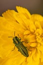 Jewel beetle Royalty Free Stock Photo