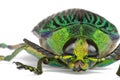 Jewel Beetle Royalty Free Stock Photo
