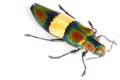 Jewel Beetle