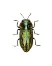 Jewel Beetle Anthaxia on white Background Royalty Free Stock Photo