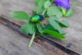 Jewel beetle or Buprestidae on a green branch.