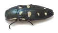 Jewel beetle, buprestis octoguttata photographed on white background