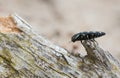 Jewel beetle, Buprestis octoguttata on pine bark