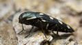 Jewel beetle, Buprestis octoguttata on pine bark