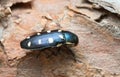 Jewel beetle, Buprestis octoguttata on pine bark