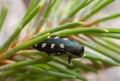 Jewel beetle, buprestis octoguttata on pine needle