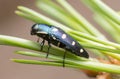 Jewel beetle, Buprestis octoguttata on pine needle