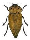 Jewel beetle Capnodis porosa Royalty Free Stock Photo