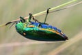 Jewel beetle climbing grass, Close up shot Royalty Free Stock Photo