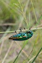 Jewel beetle climbing grass, Close up shot Royalty Free Stock Photo