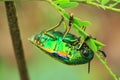 Jewel beetle