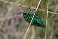 Jewel beetle in field macro shot Royalty Free Stock Photo