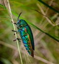 Jewel beetle in field macro shot Royalty Free Stock Photo