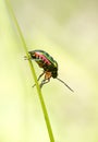 Jewel Beetle On The Grass Royalty Free Stock Photo