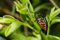 Jewel beetle in green nature