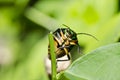 Jewel beetle in green nature Royalty Free Stock Photo