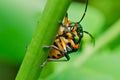 Jewel beetle in green nature Royalty Free Stock Photo