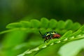 Jewel beetle in green nature Royalty Free Stock Photo