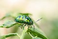 Jewel beetle in green nature Royalty Free Stock Photo
