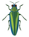 Jewel beetle, icon