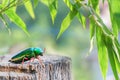 Jewel beetle is Insect beautiful green body