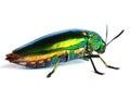 Jewel beetle isolated on white background Royalty Free Stock Photo