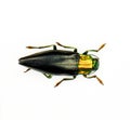 Jewel beetle isolated on white. Cyphogastra nigripennis macro close up. Buprestidae