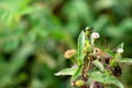 Jewel beetle on leaf in green nature Royalty Free Stock Photo