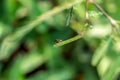 Jewel beetle on leaf in green nature Royalty Free Stock Photo